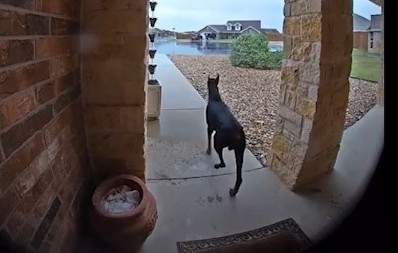 DOBERMAN POMAHNITAO, UZNEMIRIO KOMŠIJE Oni pozvali policiju, a kada su upali u kuću dočekala ih je scena koja ledi krv u žilama! (VIDEO)