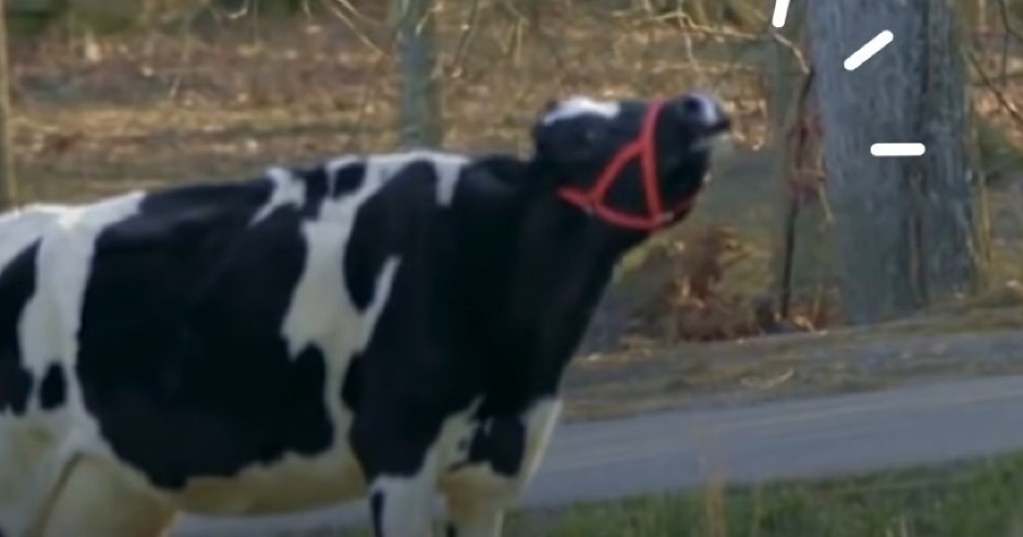 NIJE HTELA DA JEDE, SAMO JE MUKALA I TUGOVALA Ni jedna majka ne zaslužuje da bude bez svoje bebe, ova priča je rasplakala milione! (VIDEO)