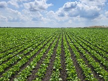 LUKSUZ KOJI JE POSTAO OPASNOST ZA ZDRAVLJE Prekomerna konzumacija šećera u eri masovne proizvodnje