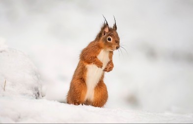 POGLEDAJTE OVU VEVERICU KAKO UŽIVA NA SNEGU Video je hit