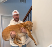 HIT SNIMAK POSTAO VIRALAN NA TIKTOKU Čovek napravio test inteligencije za svoje pse, evo ko je najpametniji (VIDEO)