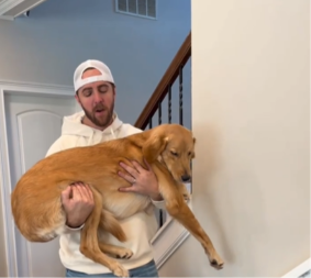 HIT SNIMAK POSTAO VIRALAN NA TIKTOKU Čovek napravio test inteligencije za svoje pse, evo ko je najpametniji (VIDEO)