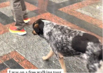 HIT NA TIKTOKU Pas lutalica vodio turiste po Skoplju, prolaznici ne kriju oduševljenje (VIDEO)