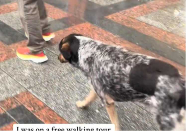 HIT NA TIKTOKU Pas lutalica vodio turiste po Skoplju, prolaznici ne kriju oduševljenje (VIDEO)