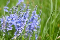 Ova biljka je čudo - spas za jetru i pluća, sprečava znojenje