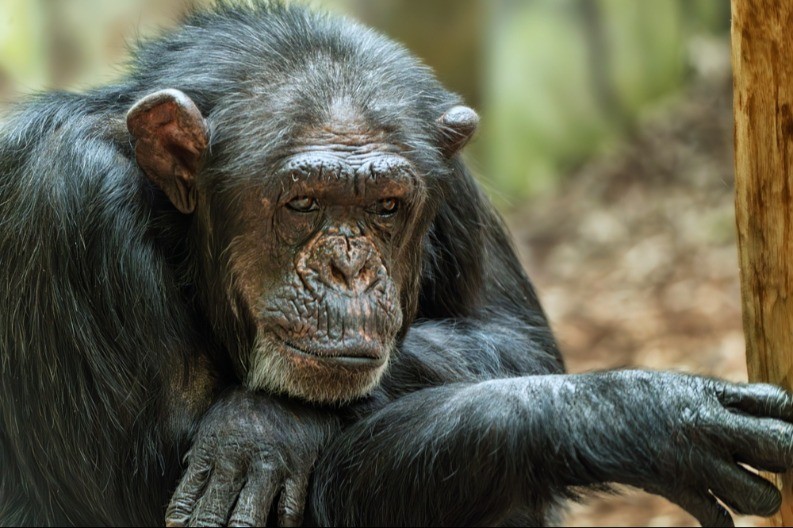 SLAVNA ŠIMPANZA UMELA JE DA SLIKA, BROJI I PREPOZNAJE SLOVA Brojni eksperimenti dokazali su njenu genijalnost 