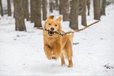 OTKRIJTE SVE O ZUMIJIMA Evo zbog čega vaš pas nezaustavljivo jurca po kući