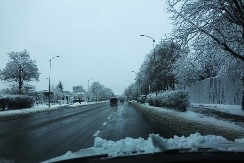 PRELEP PRIZOR IZ ZAVEJANE PRIBOJSKE BANJE Veličanstvene ptice napustile prirodno stanište 