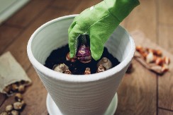 Sadi se već u januaru i februaru, nema više šta da čekate: Ovo cveće usepeva u zimu, ništa mu ne smeta hladno vreme