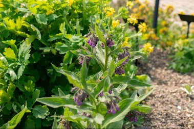 Za ovu biljku nije potrebno nikakvo ulaganje - brzo niče, a još brže donosi zaradu