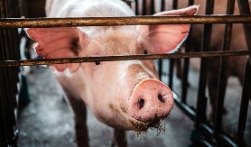 UKRALI KRMAČU BELU OD 200 KILOGRAMA IZ DVORIŠTA PORODICE Lopovi odneli mezimicu četvoro dece u Begaljici kod Grocke