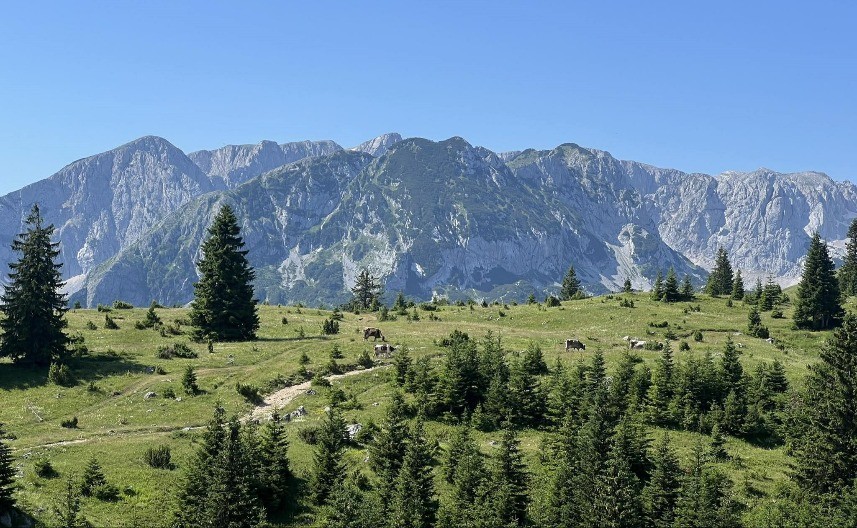 IMA SAMO JEDAN USLOV Milorad poklanja imanje od 15.000 kvadratnih metara u srcu Durmitora