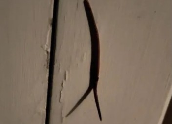 “KAKVA JE OVO NAKAZA?!” Snimio je ljigavu spodobu na vratima – internet u šoku, ljudi mu poručuju: SPALI GA ODMAH! 