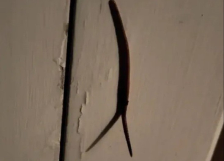 “KAKVA JE OVO NAKAZA?!” Snimio je ljigavu spodobu na vratima – internet u šoku, ljudi mu poručuju: SPALI GA ODMAH! 