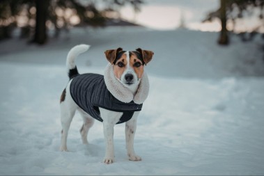 PSI NE PODNOSE OVE MIRISE Budite obazrivi, mogu i da im naruše zdravlje