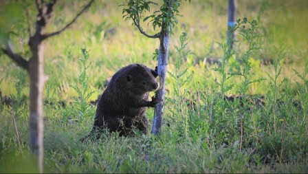 POGLEDAO JE KROZ PROZOR I IMAO ŠTA DA VIDI Mogao je da uradi samo jedno - pogledajte, video je hit