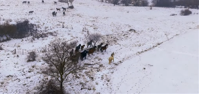 VIDEO JE PRAVI HIT U REGIONU Snimak divljih konja u galopu oduzima dah 