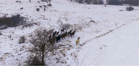 VIDEO JE PRAVI HIT U REGIONU Snimak divljih konja u galopu oduzima dah 