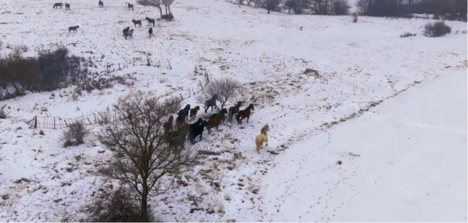 VIDEO JE PRAVI HIT U REGIONU Snimak divljih konja u galopu oduzima dah 