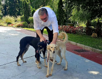 ONI VUČIĆA PRATE U STOPU, A ON IH OBOŽAVA: Šarki, Zada i Pako, trio koji obara s nogu (VIDEO)