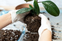 Sada je pravo vreme da spremite staru zamlju za cveće: Uradite ovo sa njom i kada je dodate u saksije, biljke će rasti kao iz vode