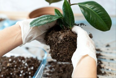 Sada je pravo vreme da spremite staru zamlju za cveće: Uradite ovo sa njom i kada je dodate u saksije, biljke će rasti kao iz vode