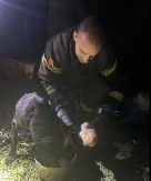 DRAMA U STAROM SELU  Psi završili na dnu bunara, vatrogasci odmah reagovali