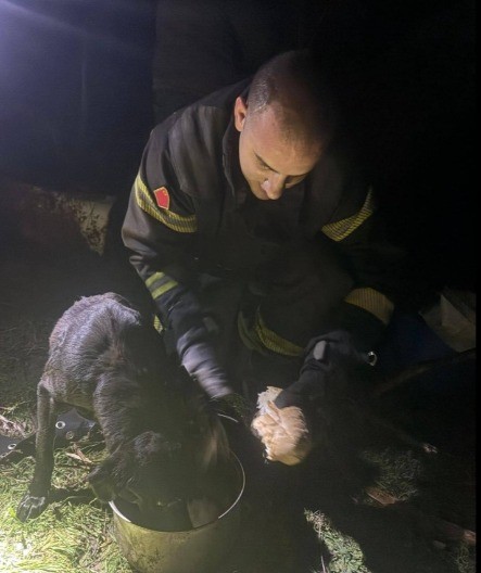 DRAMA U STAROM SELU  Psi završili na dnu bunara, vatrogasci odmah reagovali