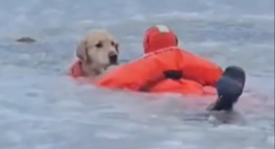 JEZIVA DRAMA NA -3 STEPENA Pas upao u ledenu vodu i počeo da se SMRZAVA – snimak ledi krv u žilama! 