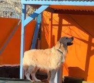 Zlatni retriver rasplakao milione: Njegova reakcija kada nanjuši dragu osobu topi i najtvrđa srca