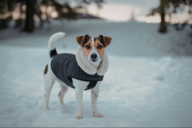 DA LI JE VREME ZA HITNU POSETU VETERINARU? Ako pas drhti, ne mora da znači da mu je hladno, može biti nešto MNOGO GORE
