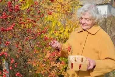 Naše bake su je brale kad bi imale probleme sa plućima: Ova biljka raste svuda, a niko ne zna za nju
