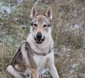 VLASNICI OČAJNI Nude 10.000 evra onome ko pronađe psa Akija (FOTO)