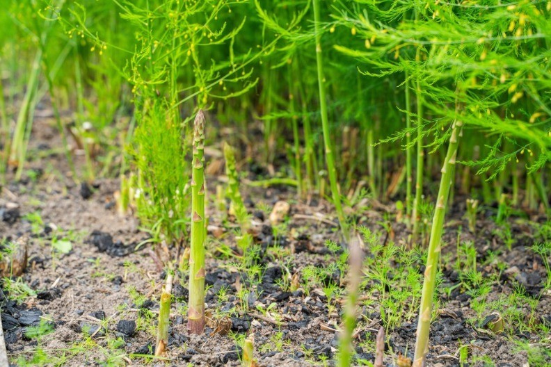 Ivan uzgaja biljku koja se prodaje za 60 evra, za nekoliko godina lako može kupiti stan i automobil 