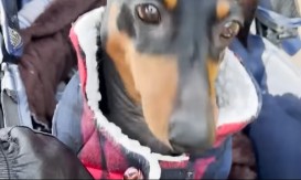 PAS HEROJ U KOLICIMA: Jazavičar pokazuje kako se živi bez straha uprkos paralizi - snimak će vas rasplakati! 