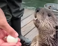 PAMETNA VIDRA SMISLILA KAKO DA DOĐE DO HRANE Pogledajte samo kako pregovara sa ribarom - video je hit 