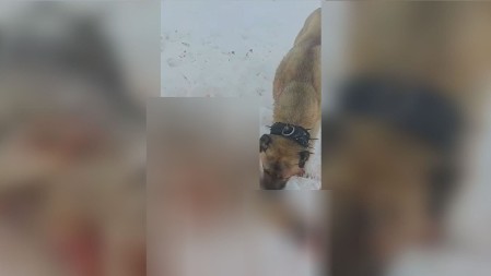 DRAMATIČNA I KRVOLOČNA BORBA NA PEŠTERU: Neustrašivi pas spasao ovce od vuka - usmrtio zver