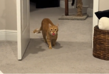 MISLILA DA JE SAMA KOD KUĆE, PA SE ŠOKIRALA KAD JE VIDELA VLASNICU Zinula je od čuda - video je hit 