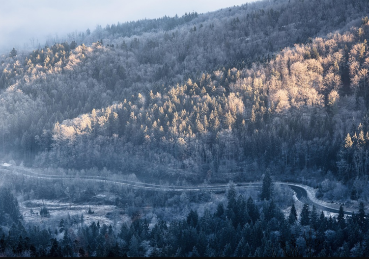 ZA OVU ŠUMU KAŽU DA JE UKLETA  Niko ni grančicu ne sme da uzme