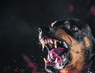 PSI NASMRT IZUJEDALI STARCA (76) Tragedija kod Stare Pazove