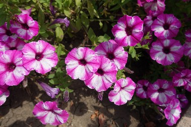 AKO ZEMLJA NIJE ZAMRZNUTA, FEBRUAR JE MESEC ZA SADNJU Imaćete najlepše dvorište na proleće, ovo cveće slobodno posadite sada