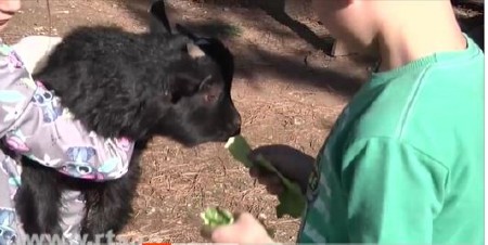 PSI LUTALICE UBILI LANE U PROKUPLJU Dejan otvorio besplatni mini zoo vrt, sada mu je potrebna pomoć