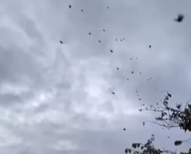 STRAVIČAN PRIZOR NA NEBU, KAMERA SVE ZABELEŽILA Čudne crne tačke lebdele ljudima iznad glava, kad su shvatili šta je u pitanju umalo se onesvestili od šoka! (VIDEO)