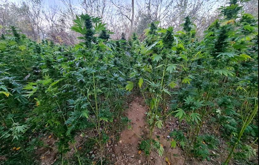 POLICIJA KOD ALEKSINCA OTKRILA BAŠTU MARIHUANE Uhapšen muškarac (FOTO)