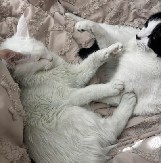 OVO NIKOME NE BI PALO NA PAMET Raspitivala se što je njena mačka promenila boju, pa saznala da je muž vara!