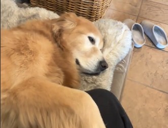 NEZASITA MAZA Pas se ljuti kao malo dete kad vlasnica prestane da ga češka, prosto je neodoljiv!