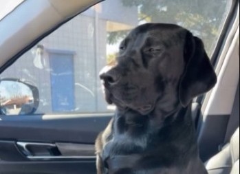 ZBUNJENI LABRADOR SE PROBUDIO IZ ANESTEZIJE Ono što je uradio u autu niko nije očekivao, njegova reakcija će vas nasmejati do suza! (VIDEO)