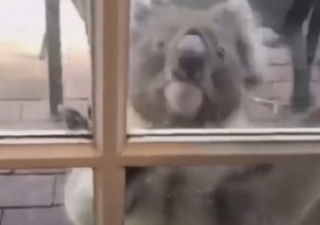 SNIMAK KOJI TOPI SRCE Očajna koala je molila za pomoć, pratili su ga i ugledali HOROR scenu (VIDEO)