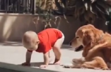 BEBA ISKORISTILA TRENUTAK NEPAŽNJE, PAS HEROJ SPREČIO TRAGEDIJU Napravio je neverovatan potez zbog koga su svi zanemeli! (VIDEO)