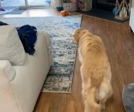 NESTAŠNI PAS UKRAO BEBI CUCLU Presladak kradljivac nasmejao je 2 miliona ljudi!